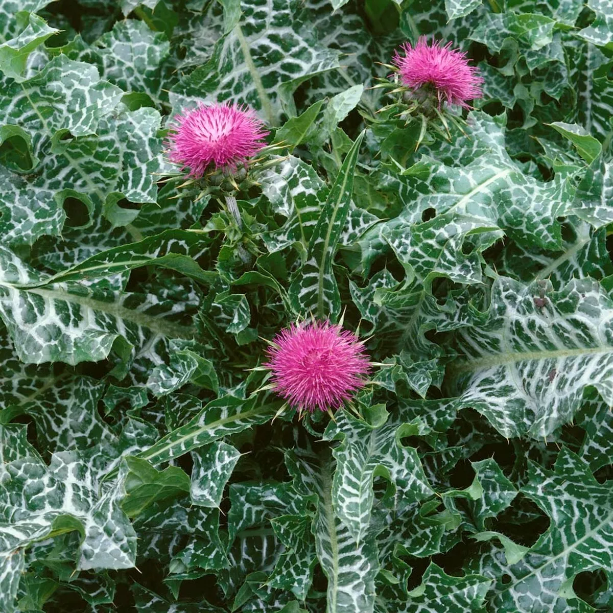 Fresh New Milk Thistle Silybum Marianum 15 Seeds - £7.77 GBP