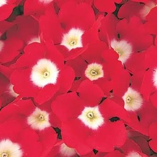 Bin#1R3D4 Verbena Seeds Quartz Xp Red W Eye Flower 50 Verbena Seeds Fresh Seeds - £20.10 GBP