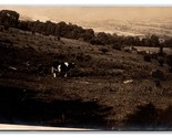 RPPC Everybody Likes this Cow - Its Out Standing in It&#39;s Field UNP Postc... - $5.89
