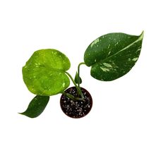 Item image 5
