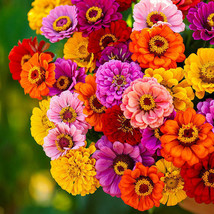 Zinnia California Giants Multicolored Pollinators Best Seller Nongmo 100 Seeds - £9.49 GBP