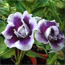 2 Seeds Rare Heirloom Purple White Double Desert Rose Adenium Seeds  - £23.65 GBP