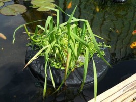 Floating Fabric Pond Plant Basket,  Round 14 Inch (36cm), Floating Pond ... - $27.67