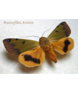 Erebidae Ophiusa Tirhaca Green Drab Real Moth Framed Entomology Shadowbox - $1,137.33 MXN