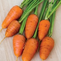 Carrot Seeds - Royal Chantenay Outdoor Living - Vegetable Seeds -  Free Shipping - $29.99