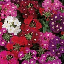 Bin#1R3D4 Verbena Seeds Quartz Xp Mix 50 Verbena Seed Fresh Garden USA SELLER - £16.36 GBP