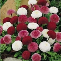 300 Seeds Red &amp; White Chrysanthemum Mums Flowers - £5.42 GBP