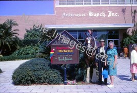 1969 Busch Gardens Elderly Couple at Entrance Tampa 35mm Slide - £3.16 GBP