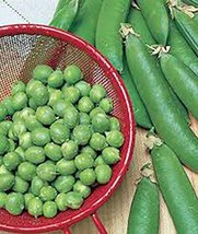 Pea Seed, Thomas Laxton, Heirloom, Non GMO, 200 Seeds, Perfect Peas - $5.99