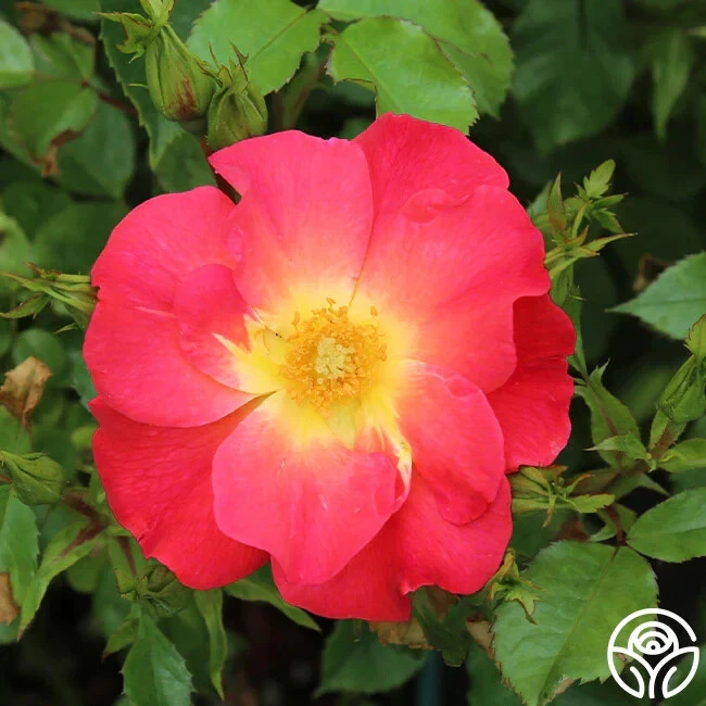 25+ seeds Yabba Dabba Doo   Flowers Easy to Grow Garden rose - $6.94