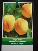 RANGER PEACH 4-6 FT Fruit Tree Plant Your Trees NOW Ship to all 50 State... - £110.18 GBP