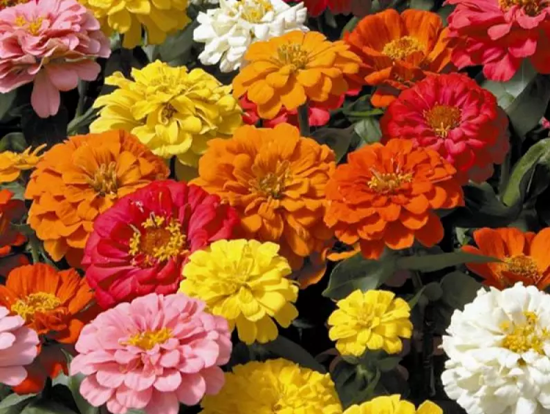 BStore Zinnia State Fair Mix 25 Seeds - £7.44 GBP