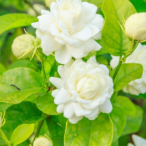 White jasmine Arabian jasmine aromatic plant good smell chinese 10 PCS Seeds - £7.93 GBP