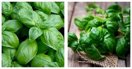 900 Seeds Sweet Basil Seeds Fresh Seeds - £14.69 GBP