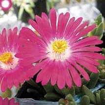 TH 50 + Delosperma Carmine Ghiaccio Pianta Semi Di Fiori / Perenne - £11.06 GBP