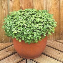 500 Watercress Seeds Organic Container Sprouts Water Cress Indoors New F... - £11.18 GBP