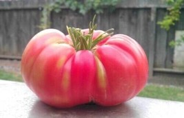 100++ Organic Ponderosa Pink Tomato Seeds Heirloom NON-Hột Cà Chua - 2023 Season - £2.35 GBP
