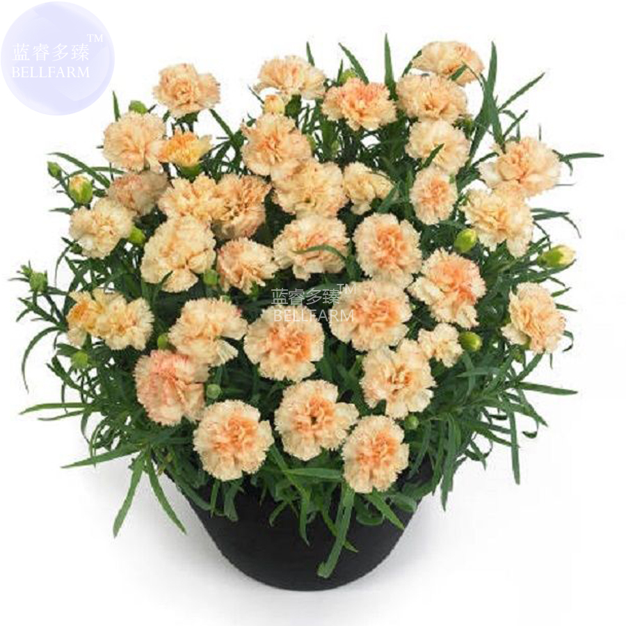 Dianthus Orange Pinks Perennial Bonsai Flower Seeds 200 Seeds Fragrant Beautiful