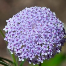 Trachymene Coerulea Lacy Lavender Blue Seed New Fresh Seeds - £8.07 GBP