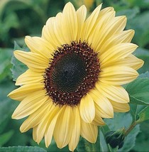 25 Sunflower Valentine Seeds - $6.89