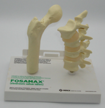 Plastic Anatomical Models of Human Hip Joint and Vertebrae - £34.95 GBP