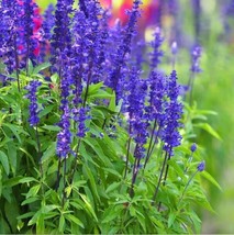 Fresh Blue Steel Sage Seeds For Planting - 50 Seeds - Ship From Usa - $17.92