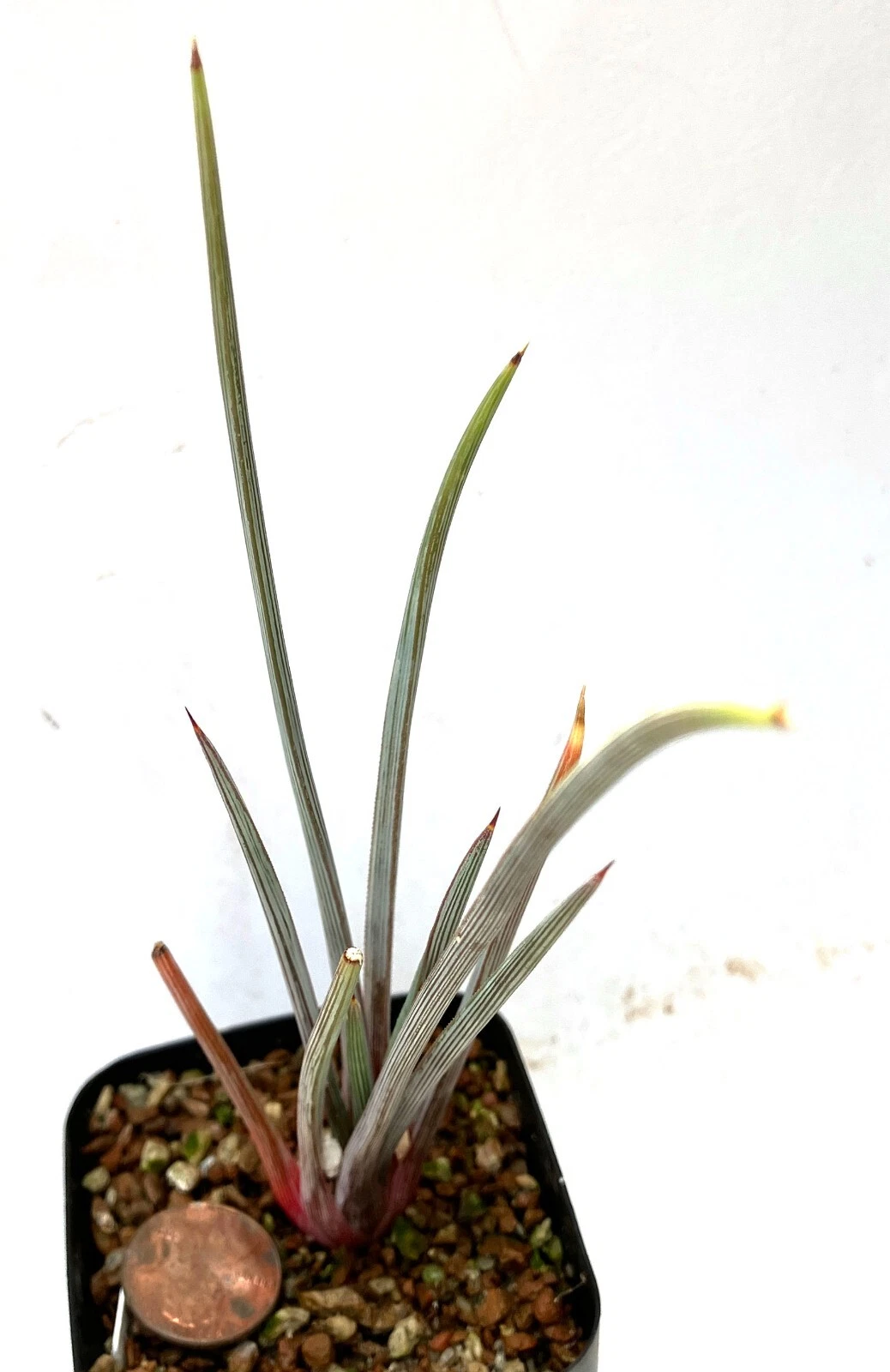 Succulent Plant - Agave stricta Rubra - $28.48