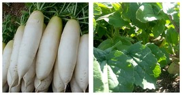 Radish Seeds White Icicle Radish 400 Garden Vegetable Seeds - £13.58 GBP