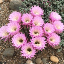 Echinopsis oxygona Cactus Seeds Garden Fast Shipping - $15.00