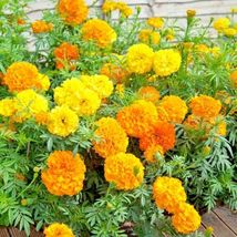 SHIPPED FROM US 800+AFRICAN MARIGOLD Seeds, CB08 - $18.00