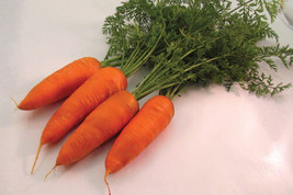 1000 Hercules Carrot Seeds For Garden Planting    From US - $10.48