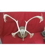 Huge Caribou Antler Skull Mount Taxidermy Horn Deer Rack Man Cave Cabin ... - £155.74 GBP