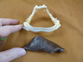 SJ278-98-3) Rare 4&quot; Portuguese Dogfish SHARK jaw teeth + skin C coelolepsis - $356.22