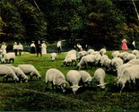 Vtg Postcard 1908 Drew Mississippi MS - Sheep Grazing In Park  P8 - $14.80