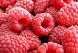 20 red raspberry seeds - £6.28 GBP