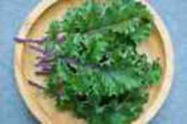 500 RED RUSSIAN KALE SEEDS ~ 2024  USA - $9.98