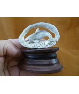 Whal-120 Orca Killer Whales of shed ANTLER figurine Bali detailed whale pod - $1,385.98 MXN