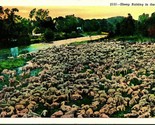 Sheep Raising In the West Herd of Sheep Lambs UNP Linen Postcard - $3.71