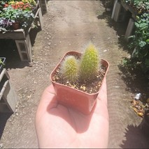 Double Monkey Tail 2 Inch Pot - $222.22 MXN