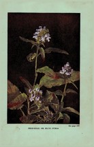 Vintage 1922 Flower Print Self-Heal Great Mullein 2 Side Flowers You Sho... - £13.68 GBP