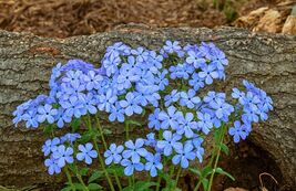 Sweet William Phlox Seeds: Wildflower Cottage Garden Perennial - $13.95