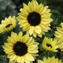 25 seeds Sunflower MOONSHINE Pale Yellow Glowing! Cut Flower Pollinators NonGMO - £9.82 GBP