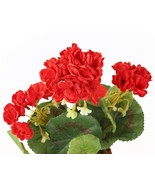 20 Seeds Geraniums Zonal Red aka Pelargonium hortorum Plant Fit - £23.12 GBP