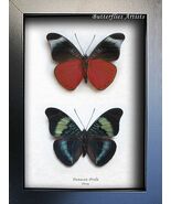 Red Flasher Panacea Prola Real Butterflies Set Framed Entomology Shadowbox - €81,42 EUR
