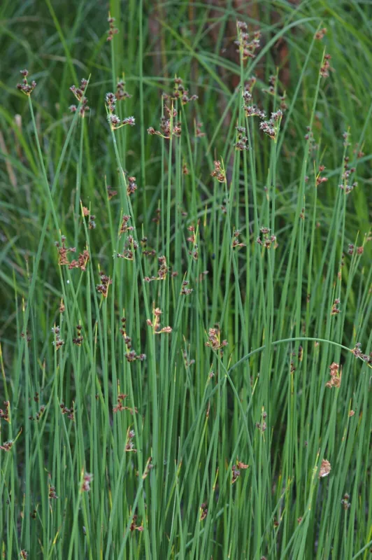 Bareroot Schoenoplectus tabernaemontani Scirpus Validus Softstem Bullrush - $17.22