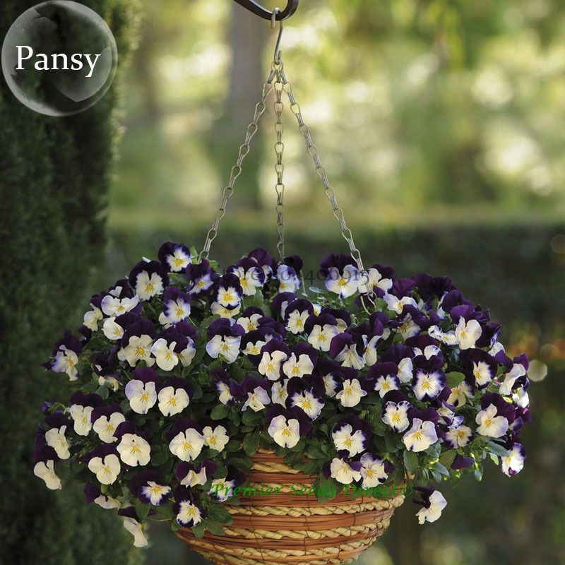 20 Seeds Hanging Purple White Pansy Trailing Winter Flowering Cool Wave ... - $3.44