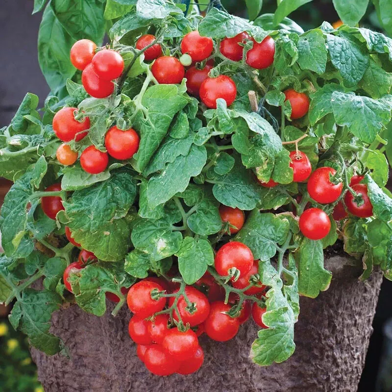 AW 30 Seeds Tiny Tim Micro Dwarf Tomato Organic Herb Easy To Grow - £7.23 GBP