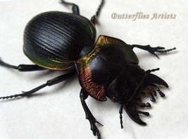 Rainbow Ground Beetle Mouhotia Gloriosa RARE Entomology Collectible Display - £95.79 GBP