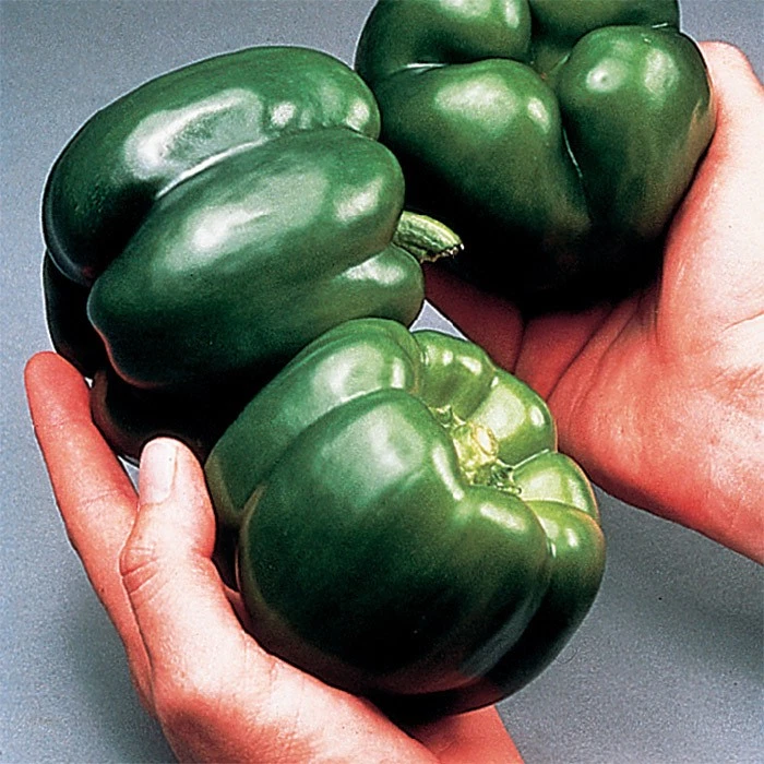 30+ California Wonder Bell Pepper  c300 TMR Heirloom Non GMO FRSEH Seeds... - $68.18 MXN