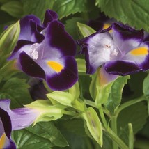 Seeds USA Seller Torenia Seeds Torenia Little Kiss Blue 50 Seeds - $22.50